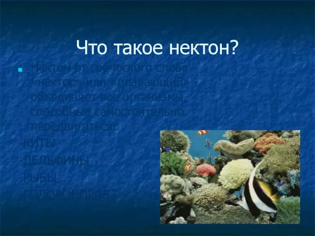 Что такое нектон? Нектон от греческого слова «нектос» или «плавающий» - объединяет