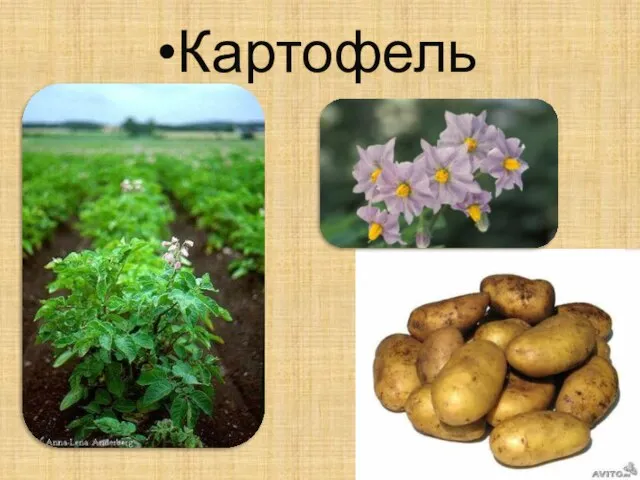 Картофель