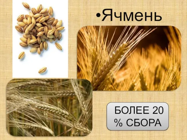 Ячмень БОЛЕЕ 20 % СБОРА