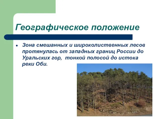 Географическое положение Зона смешанных и широколиственных лесов протянулась от западных границ России
