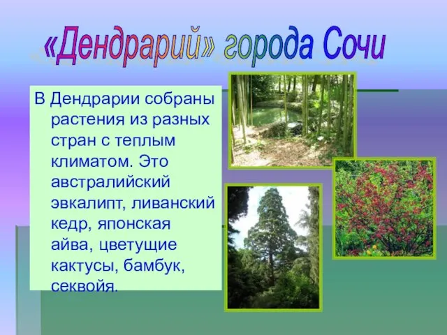 В Дендрарии собраны растения из разных стран с теплым климатом. Это австралийский