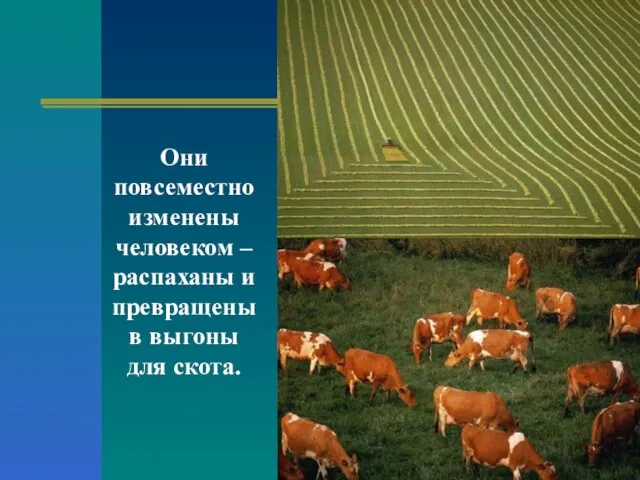 Они повсеместно изменены человеком – распаханы и превращены в выгоны для скота.