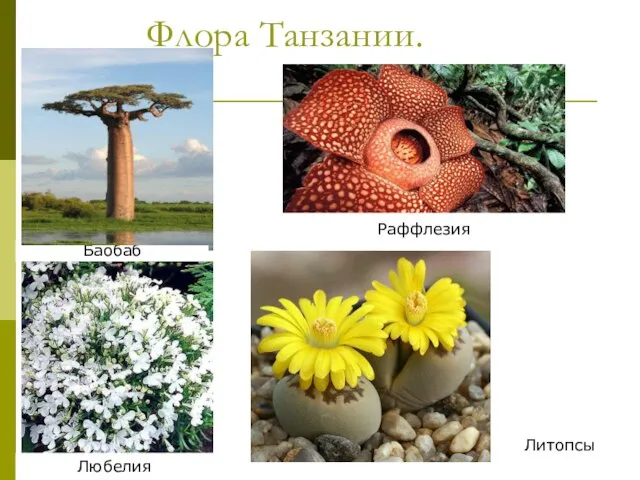 Флора Танзании. Баобаб Раффлезия Любелия Литопсы