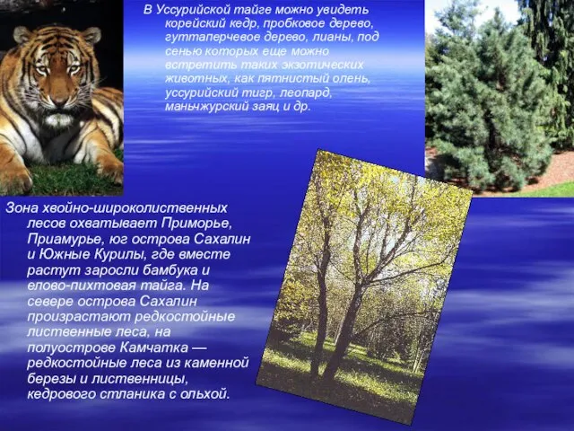 В Уссурийской тайге можно увидеть корейский кедр, пробковое дерево, гуттаперчевое дерево, лианы,