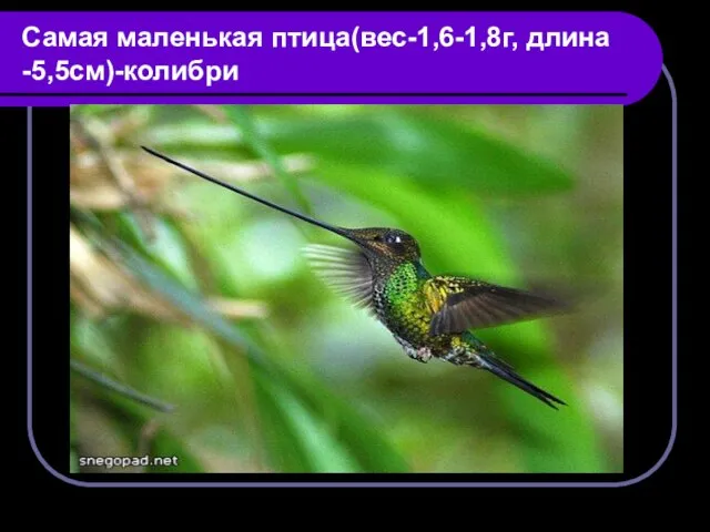 Самая маленькая птица(вес-1,6-1,8г, длина -5,5см)-колибри