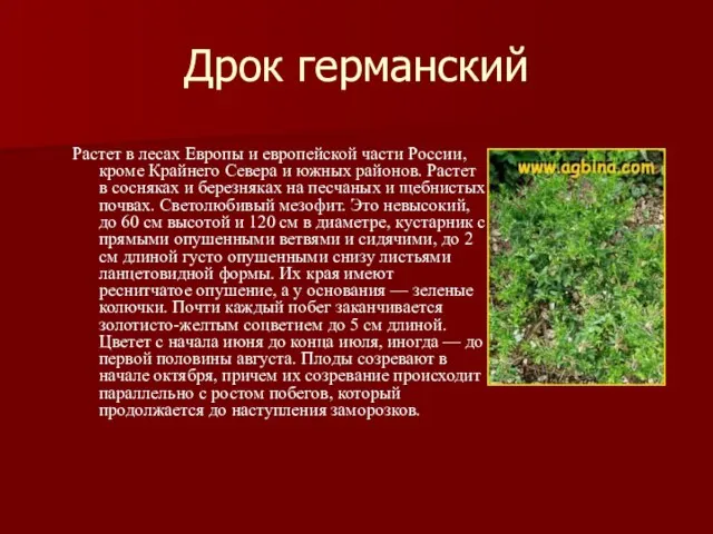 Дрок германский Растет в лесах Европы и европейской части России, кроме Крайнего