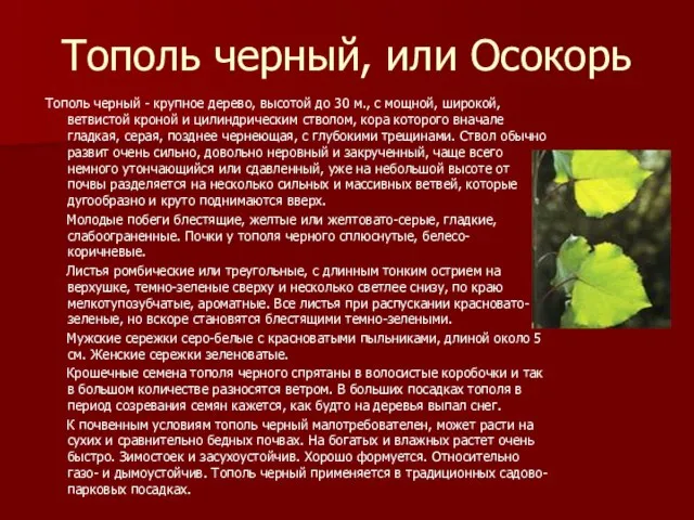 Тополь черный, или Осокорь Тополь черный - крупное дерево, высотой до 30