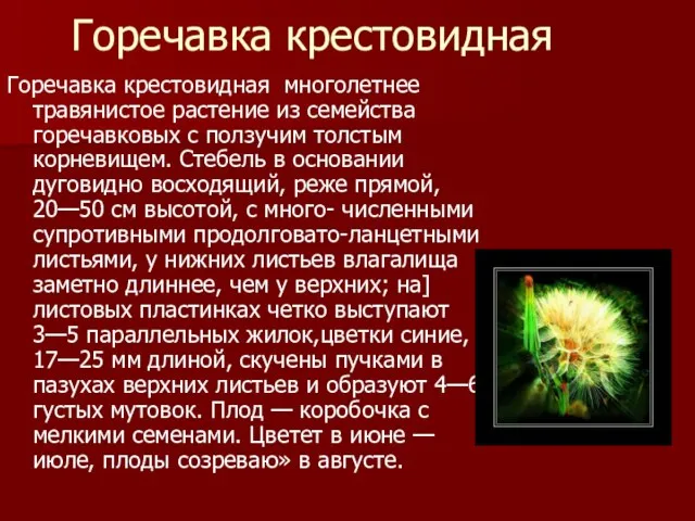 Горечавка крестовидная Горечавка крестовидная многолетнее травянистое растение из семейства горечавковых с ползучим