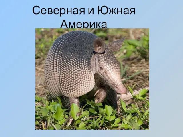 Северная и Южная Америка