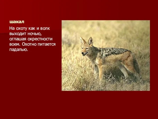 шакал На охоту как и волк выходит ночью, оглашая окрестности воем. Охотно питается падалью.