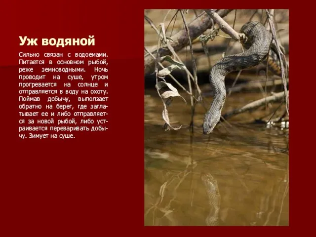 Уж водяной Сильно связан с водоемами. Питается в основном рыбой, реже земноводными.