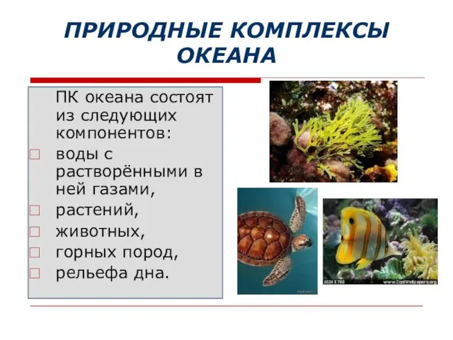 ПРИРОДНЫЕ КОМПЛЕКСЫ ОКЕАНА ПК океана состоят из следующих компонентов: воды с растворёнными