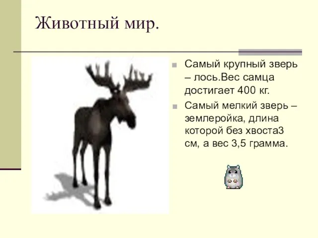 Животный мир. Самый крупный зверь – лось.Вес самца достигает 400 кг. Самый