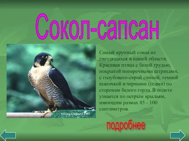 Сокол-сапсан подробнее Самый крупный сокол из гнездящихся в нашей области. Красивая птица