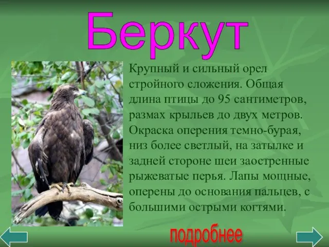 Беркут подробнее Крупный и сильный орел стройного сложения. Общая длина птицы до