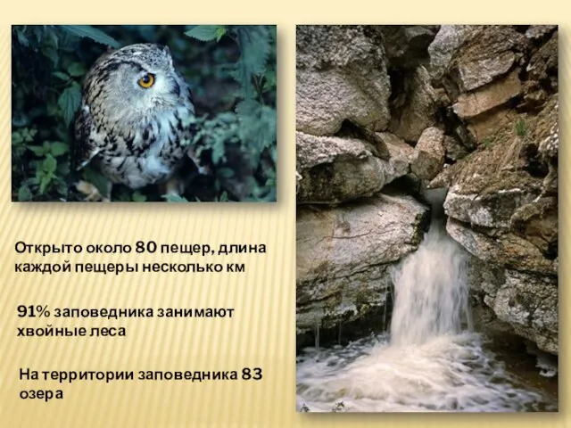 Открыто около 80 пещер, длина каждой пещеры несколько км 91% заповедника занимают