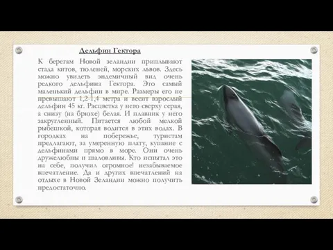 Дельфин Гектора К берегам Новой зеландии приплывают стада китов, тюленей, морских львов.