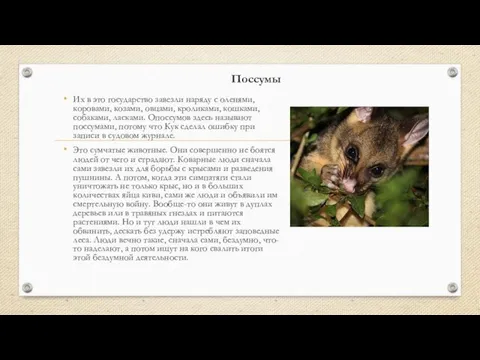 Поссумы Их в это государство завезли наряду с оленями, коровами, козами, овцами,