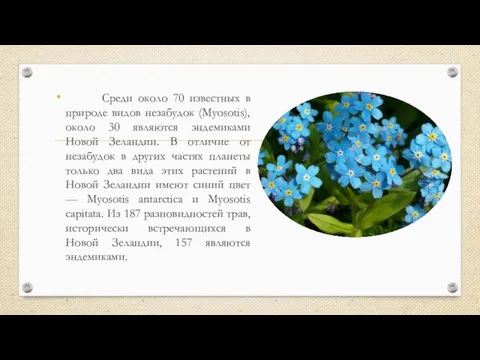 Среди около 70 известных в природе видов незабудок (Myosotis), около 30 являются