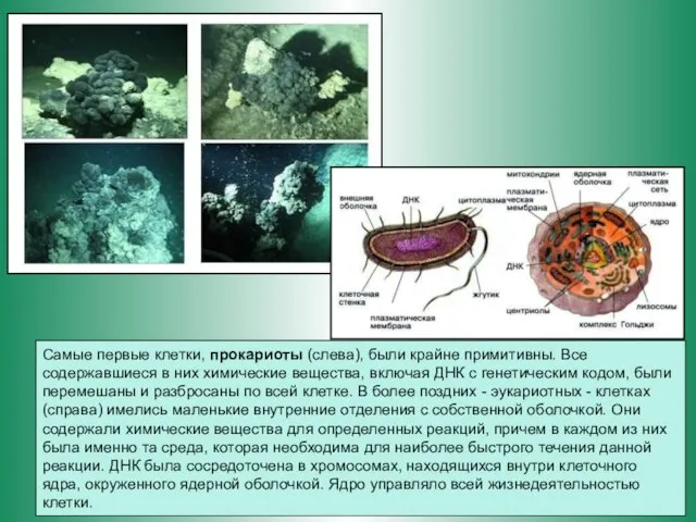 Самые первые клетки, прокариоты (слева), были крайне примитивны. Все содержавшиеся в них