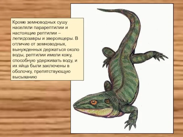 Кроме земноводных сушу населяли парарептилии и настоящие рептилии – лепидозавры и звероящеры.