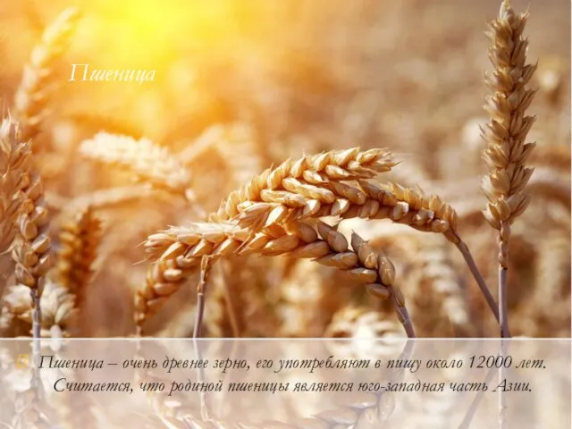 Пшеница Пшеница – очень древнее зерно, его употребляют в пищу около 12000