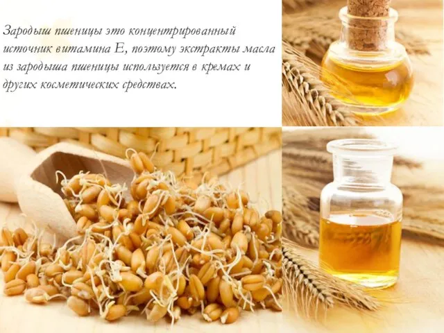 Зародыш пшеницы это концентрированный источник витамина Е, поэтому экстракты масла из зародыша