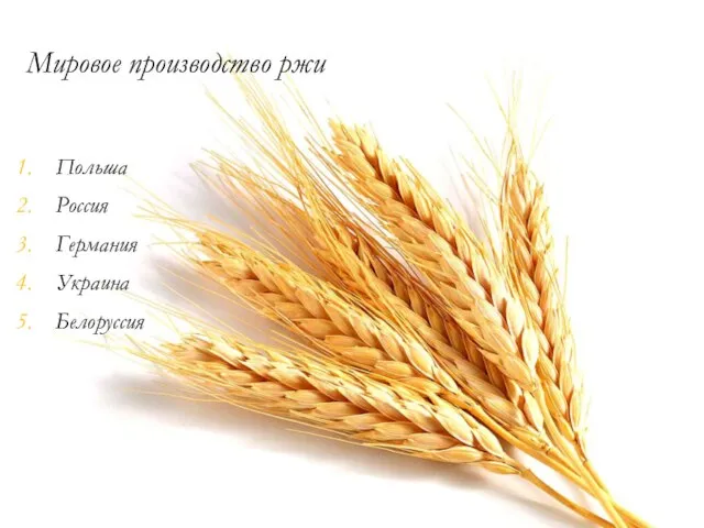 Мировое производство ржи Польша Россия Германия Украина Белоруссия