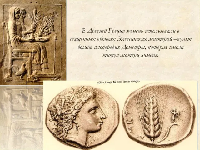 В Древней Греции ячмень использовали в священных обрядах Элевсинских мистерий –культ богинь