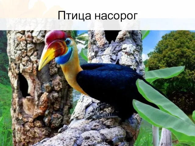 Птица насорог