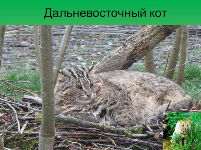 Дальневосточный кот