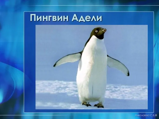 Пингвин Адели Николаева С.Б.®