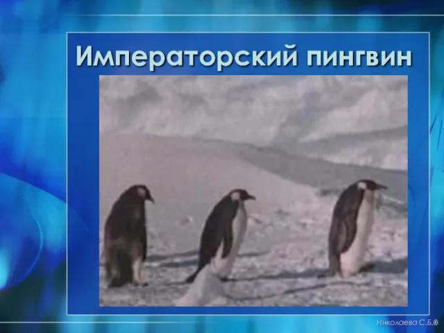 Императорский пингвин Николаева С.Б.®