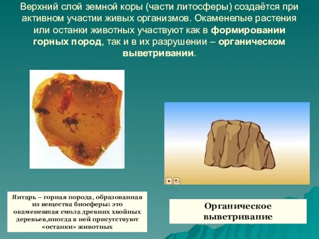 Верхний слой земной коры (части литосферы) создаётся при активном участии живых организмов.