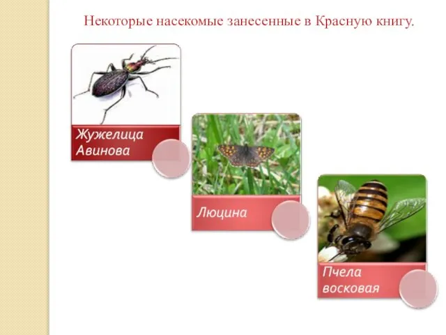 Некоторые насекомые занесенные в Красную книгу.