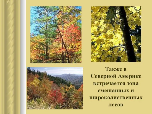 Также в Северной Америке встречается зона смешанных и широколиственных лесов