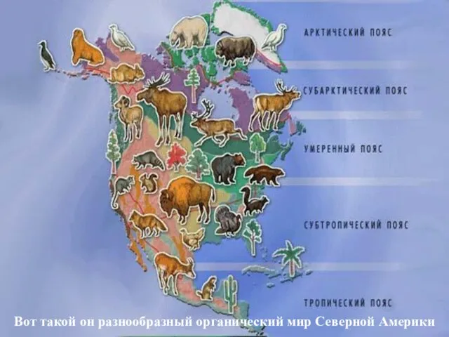 Вот такой он разнообразный органический мир Северной Америки