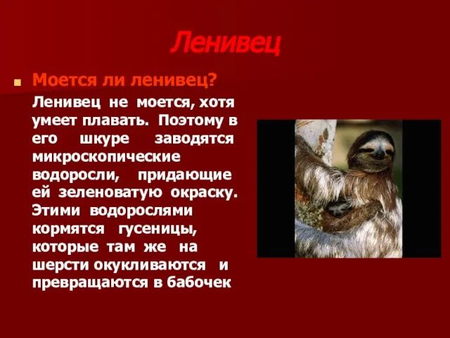 Ленивец Моется ли ленивец? Ленивец не моется, хотя умеет плавать. Поэтому в