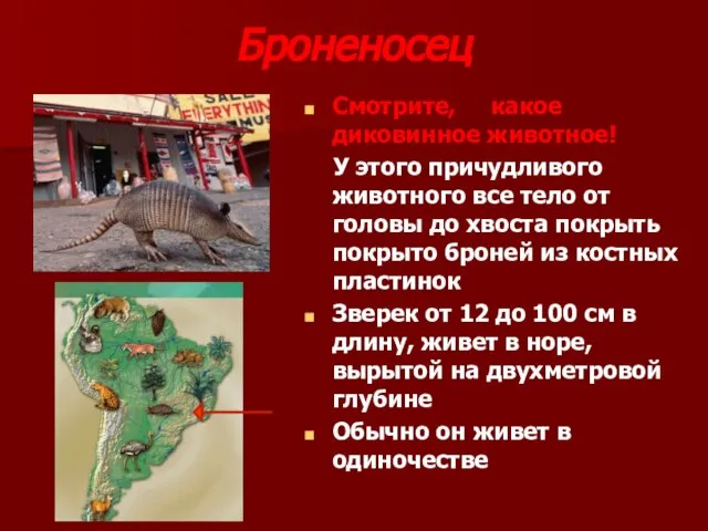 Броненосец Смотрите, какое диковинное животное! У этого причудливого животного все тело от