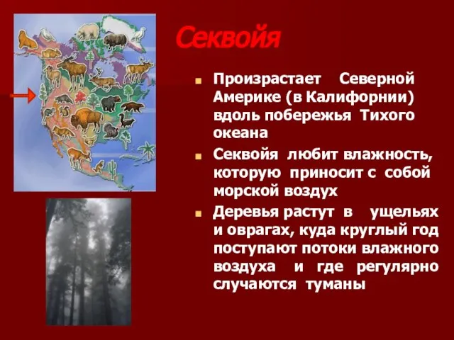 Секвойя Произрастает Северной Америке (в Калифорнии) вдоль побережья Тихого океана Секвойя любит