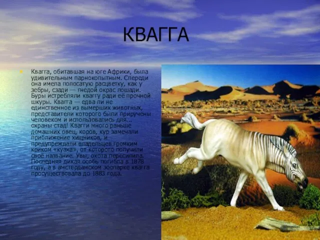 КВАГГА Квагга, обитавшая на юге Африки, была удивительным парнокопытным. Спереди она имела