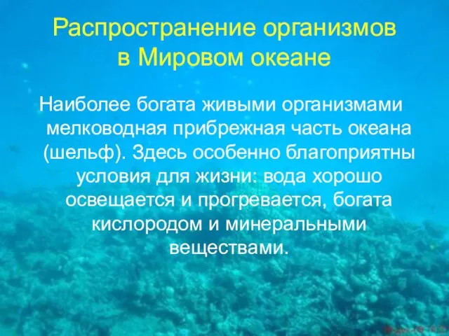 Распространение организмов в Мировом океане Наиболее богата живыми организмами мелководная прибрежная часть