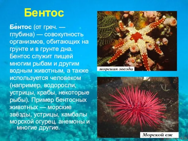 Бентос Бе́нтос (от греч. — глубина) — совокупность организмов, обитающих на грунте