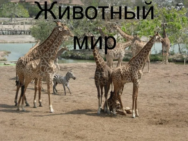 Животный мир