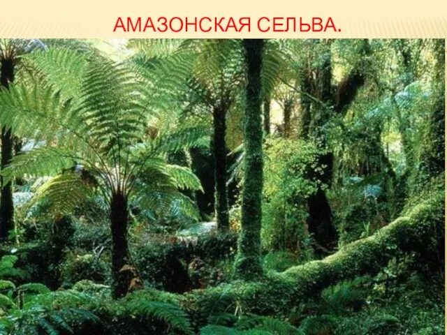 Амазонская сельва.