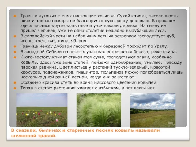 В сказках, былинах и старинных песнях ковыль называли шелковой травой. Травы в