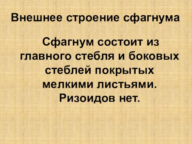 Внешнее строение сфагнума Сфагнум состоит из главного стебля и боковых стеблей покрытых мелкими листьями. Ризоидов нет.