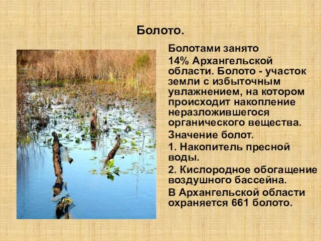 Болото. Болотами занято 14% Архангельской области. Болото - участок земли с избыточным