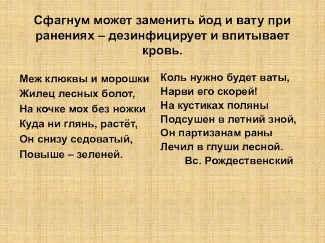 Сфагнум может заменить йод и вату при ранениях – дезинфицирует и впитывает