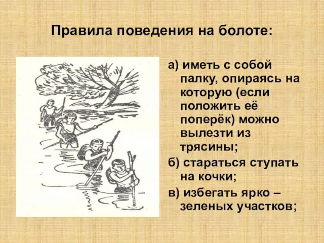 Правила поведения на болоте: а) иметь с собой палку, опираясь на которую